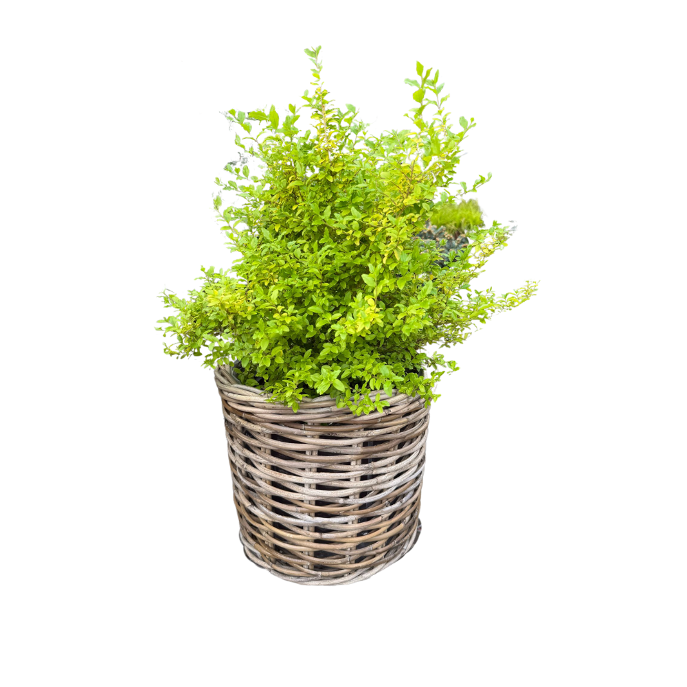 Handwoven Rattan Planter Basket