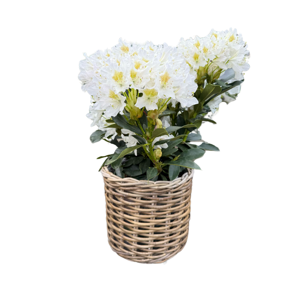 Handwoven Rattan Planter Basket