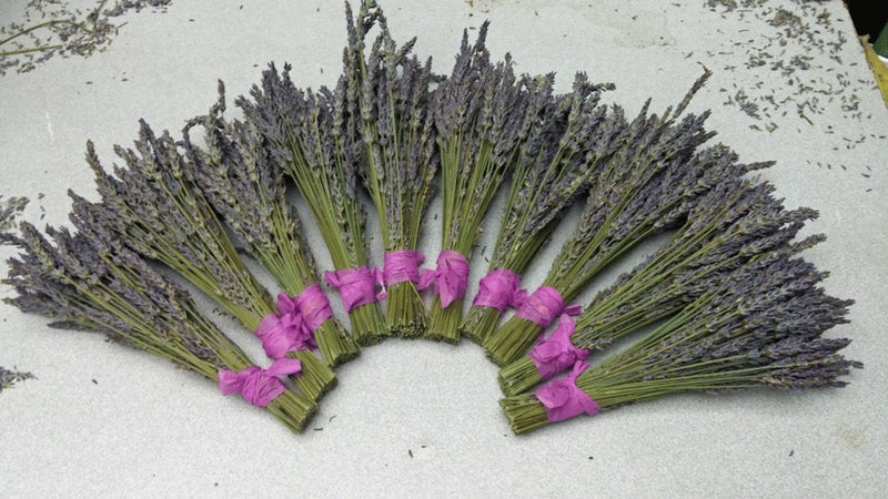 Small Dried Lavender Bundles