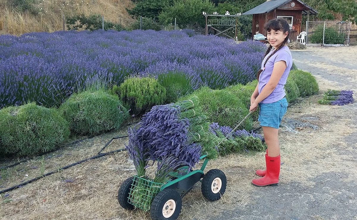 Long-Stem Dried Lavender Bundles