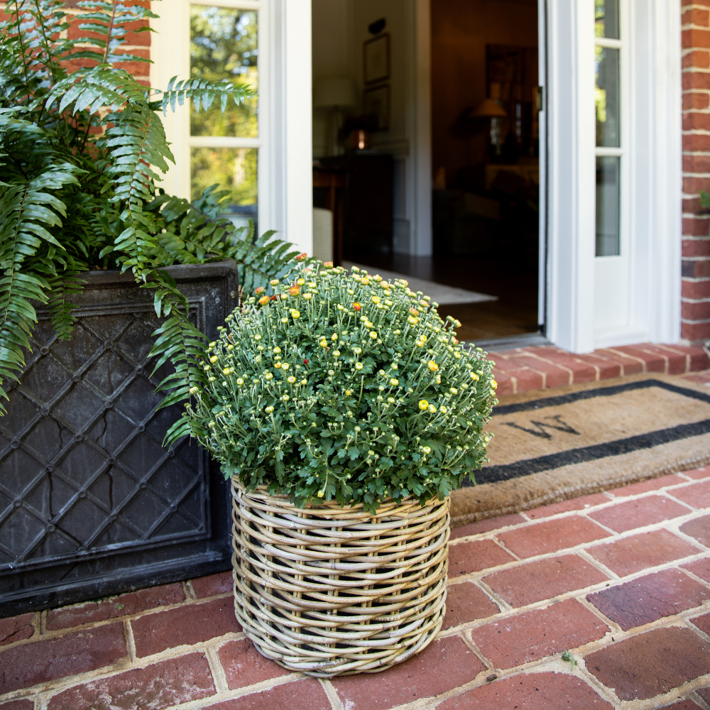 Handwoven Rattan Planter Basket