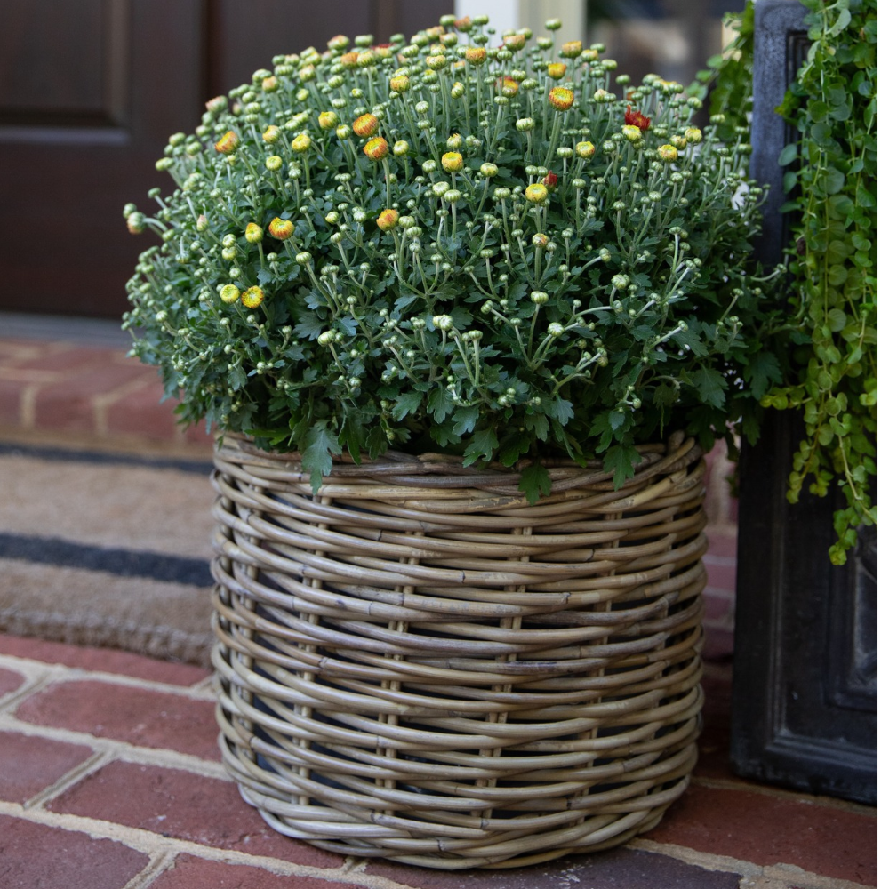 Handwoven Rattan Planter Basket — XLarge - 11.5" H